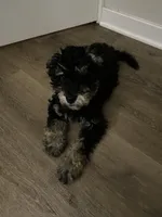 Andy, a male Miniature Bernedoodle and Miniature Aussiedoodle for sale in Emmaus, PA – 5 of 9
