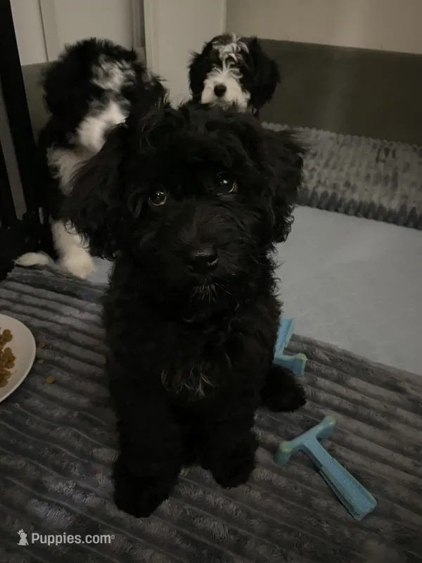 Arlene – Miniature Bernedoodle, Miniature Aussiedoodle puppy for sale in Emmaus, PA