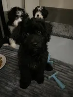 Arlene, a female Miniature Bernedoodle and Miniature Aussiedoodle for sale in Emmaus, PA – 1 of 7
