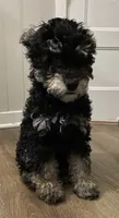 Andy, a male Miniature Bernedoodle and Miniature Aussiedoodle for sale in Emmaus, PA – 2 of 9