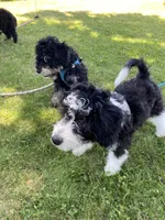 Aldo, a male Miniature Bernedoodle and Miniature Aussiedoodle for sale in Emmaus, PA – 5 of 7
