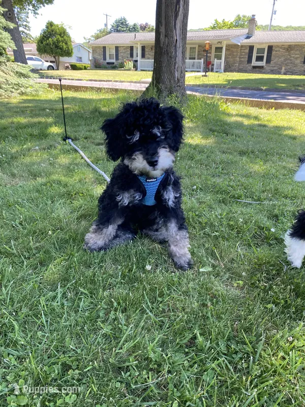 Andy – Miniature Bernedoodle, Miniature Aussiedoodle puppy for sale in Emmaus, PA