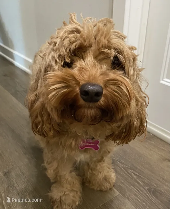 Amber – Cockapoo puppy for sale in Emmaus, PA