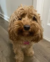 Amber, a female Cockapoo for sale in Emmaus, PA – 1 of 1