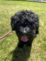 Arlene, a female Miniature Bernedoodle and Miniature Aussiedoodle for sale in Emmaus, PA – 8 of 10