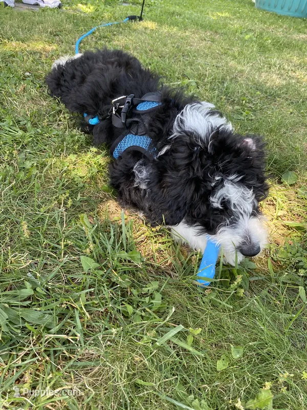 Aldo – Miniature Bernedoodle, Miniature Aussiedoodle puppy for sale in Emmaus, PA