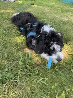 Aldo, a male Miniature Bernedoodle and Miniature Aussiedoodle for sale in Emmaus, PA – 1 of 7