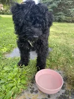 Arlene, a female Miniature Bernedoodle and Miniature Aussiedoodle for sale in Emmaus, PA – 4 of 10