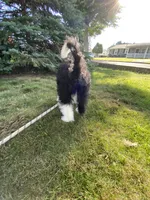 Aldo, a male Miniature Bernedoodle and Miniature Aussiedoodle for sale in Emmaus, PA – 5 of 8
