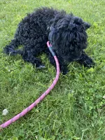 Arlene, a female Miniature Bernedoodle and Miniature Aussiedoodle for sale in Emmaus, PA – 2 of 7