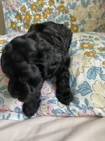 Arlene, a female Miniature Bernedoodle and Miniature Aussiedoodle for sale in Emmaus, PA – Photo 4 of 5