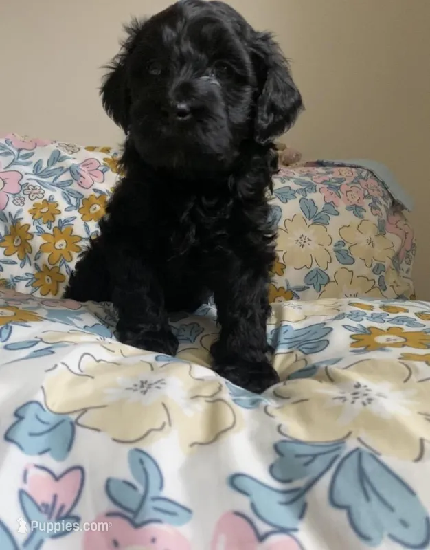 Arlene – Miniature Bernedoodle, Miniature Aussiedoodle puppy for sale in Emmaus, PA