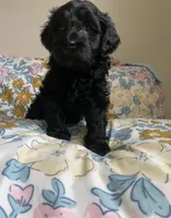 Arlene, a female Miniature Bernedoodle and Miniature Aussiedoodle for sale in Emmaus, PA – Photo 1 of 5