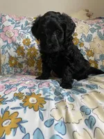 Arlene, a female Miniature Bernedoodle and Miniature Aussiedoodle for sale in Emmaus, PA – Photo 5 of 5