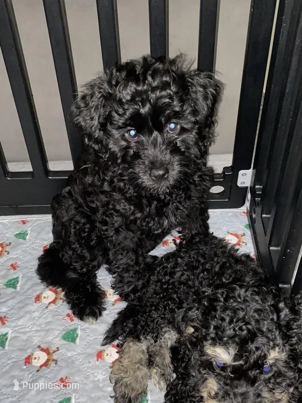 Arlene – Miniature Bernedoodle, Miniature Aussiedoodle puppy for sale in Emmaus, PA