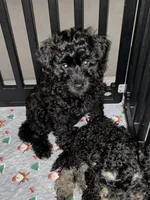 Arlene, a female Miniature Bernedoodle and Miniature Aussiedoodle for sale in Emmaus, PA – 5 of 7