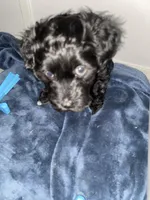 Arlene, a female Miniature Bernedoodle and Miniature Aussiedoodle for sale in Emmaus, PA – Photo 2 of 5