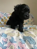 Arlene, a female Miniature Bernedoodle and Miniature Aussiedoodle for sale in Emmaus, PA – Photo 3 of 5