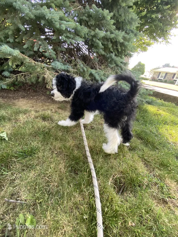 Aldo – Miniature Bernedoodle, Miniature Aussiedoodle puppy for sale in Emmaus, PA