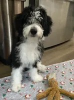 Aldo, a male Miniature Bernedoodle and Miniature Aussiedoodle for sale in Emmaus, PA – 4 of 8