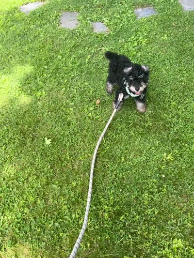 Andy, a male Miniature Bernedoodle and Miniature Aussiedoodle for sale in Emmaus, PA – 3 of 9
