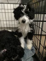 Aldo, a male Miniature Bernedoodle and Miniature Aussiedoodle for sale in Emmaus, PA – 4 of 7