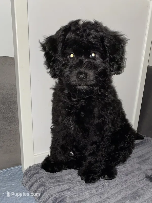 Arlene – Miniature Bernedoodle, Miniature Aussiedoodle puppy for sale in Emmaus, PA