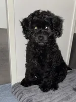 Arlene, a female Miniature Bernedoodle and Miniature Aussiedoodle for sale in Emmaus, PA – 4 of 7