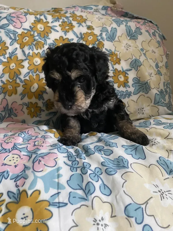 Andy – Miniature Bernedoodle, Miniature Aussiedoodle puppy for sale in Emmaus, PA
