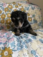 Andy, a male Miniature Bernedoodle and Miniature Aussiedoodle for sale in Emmaus, PA – Photo 1 of 5