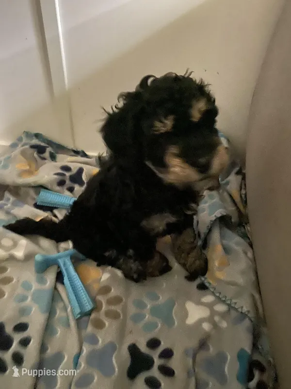 Andy – Miniature Bernedoodle, Miniature Aussiedoodle puppy for sale in Emmaus, PA