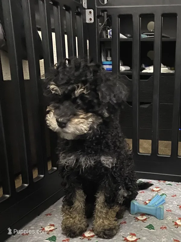 Andy – Miniature Bernedoodle, Miniature Aussiedoodle puppy for sale in Emmaus, PA