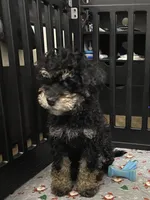 Andy, a male Miniature Bernedoodle and Miniature Aussiedoodle for sale in Emmaus, PA – 6 of 9