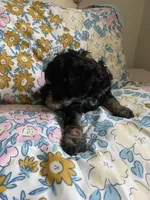 Andy, a male Miniature Bernedoodle and Miniature Aussiedoodle for sale in Emmaus, PA – Photo 4 of 5