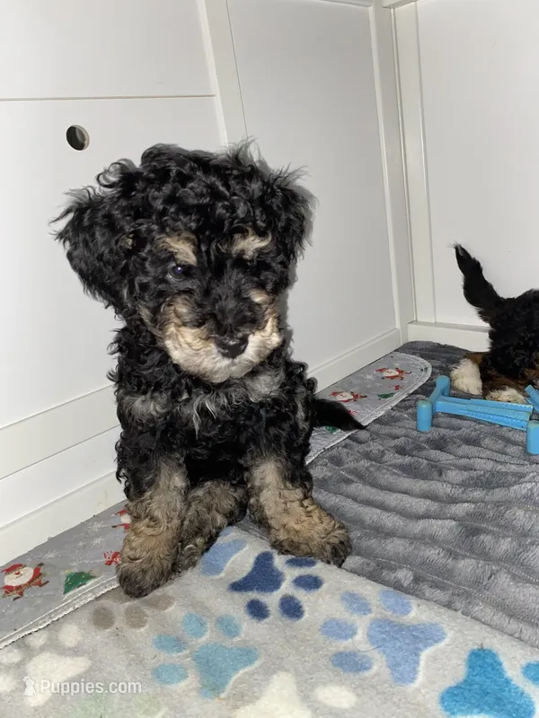 Andy – Miniature Bernedoodle, Miniature Aussiedoodle puppy for sale in Emmaus, PA