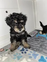 Andy, a male Miniature Bernedoodle and Miniature Aussiedoodle for sale in Emmaus, PA – 7 of 9