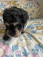 Andy, a male Miniature Bernedoodle and Miniature Aussiedoodle for sale in Emmaus, PA – Photo 5 of 5