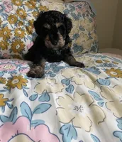Andy, a male Miniature Bernedoodle and Miniature Aussiedoodle for sale in Emmaus, PA – Photo 3 of 5