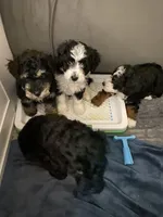 Andy, a male Miniature Bernedoodle and Miniature Aussiedoodle for sale in Emmaus, PA – Photo 2 of 5