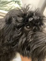 Arlene, a female Miniature Bernedoodle and Miniature Aussiedoodle for sale in Emmaus, PA – 3 of 10