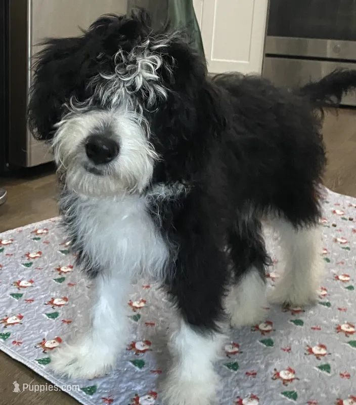 Aldo – Miniature Bernedoodle, Miniature Aussiedoodle puppy for sale in Emmaus, PA