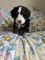 Ashton, a male Miniature Bernedoodle and Miniature Aussiedoodle for sale in Emmaus, PA – Photo 4 of 5