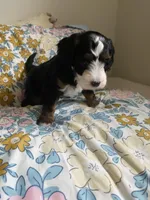 Ashton, a male Miniature Bernedoodle and Miniature Aussiedoodle for sale in Emmaus, PA – Photo 3 of 5