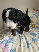 Ashton, a male Miniature Bernedoodle and Miniature Aussiedoodle for sale in Emmaus, PA – Photo 5 of 5