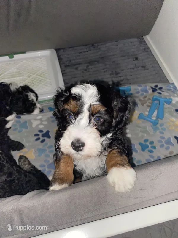 Ashton – Miniature Bernedoodle, Miniature Aussiedoodle puppy for sale in Emmaus, PA
