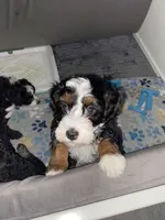 Ashton, a male Miniature Bernedoodle and Miniature Aussiedoodle for sale in Emmaus, PA – Photo 1 of 5