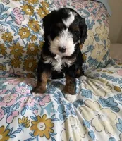 Ashton, a male Miniature Bernedoodle and Miniature Aussiedoodle for sale in Emmaus, PA – Photo 2 of 5