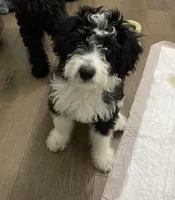 Alto, a male Miniature Bernedoodle and Miniature Aussiedoodle for sale in Emmaus, PA – 1 of 2
