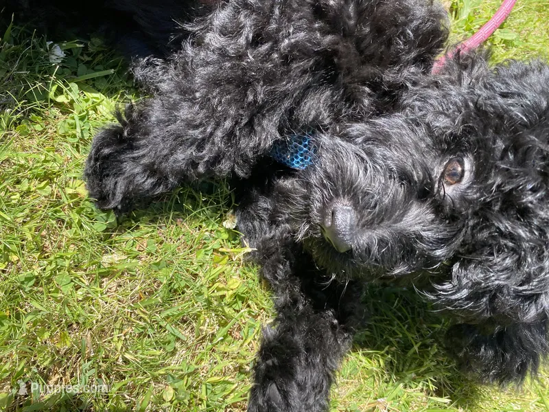 Arlene – Miniature Bernedoodle, Miniature Aussiedoodle puppy for sale in Emmaus, PA
