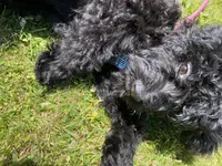 Arlene, a female Miniature Bernedoodle and Miniature Aussiedoodle for sale in Emmaus, PA – 6 of 10